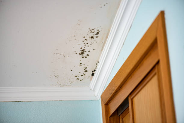 Mold Removal Process in Hillside, IL