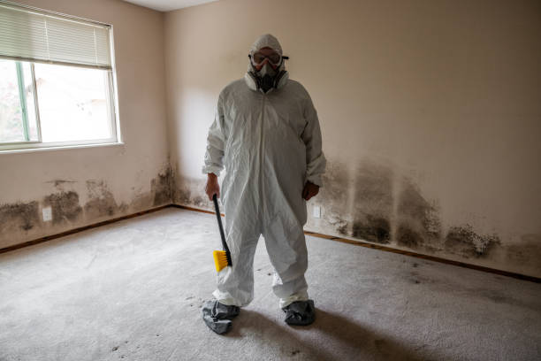Best Certified Mold Removal  in Hlside, IL